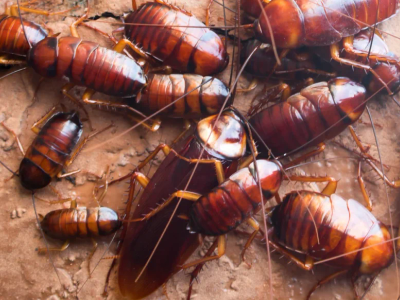 roach activity