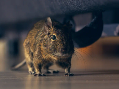 rodent crawling at night