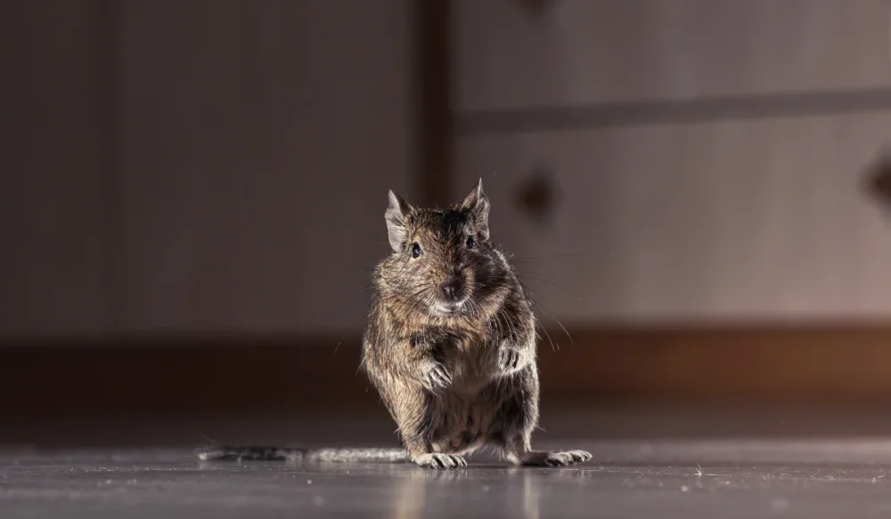 rodent