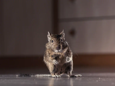 rodent
