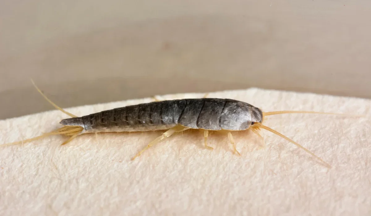silverfish
