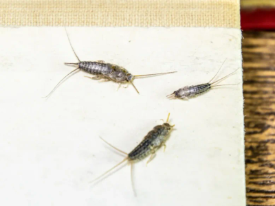 silverfish
