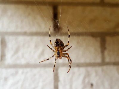 spider indoor