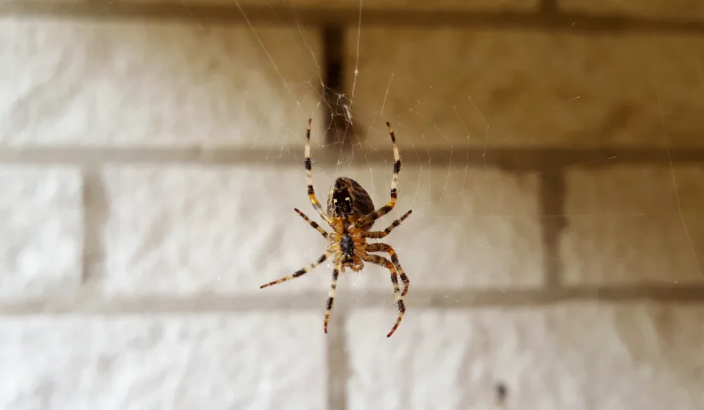 spider indoor