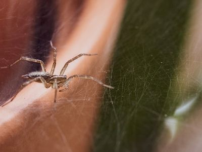 spider in web outside kansas city home