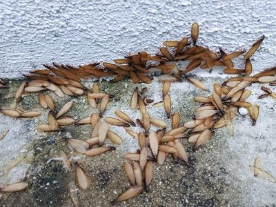 termite swarmers near foundation of home in omaha