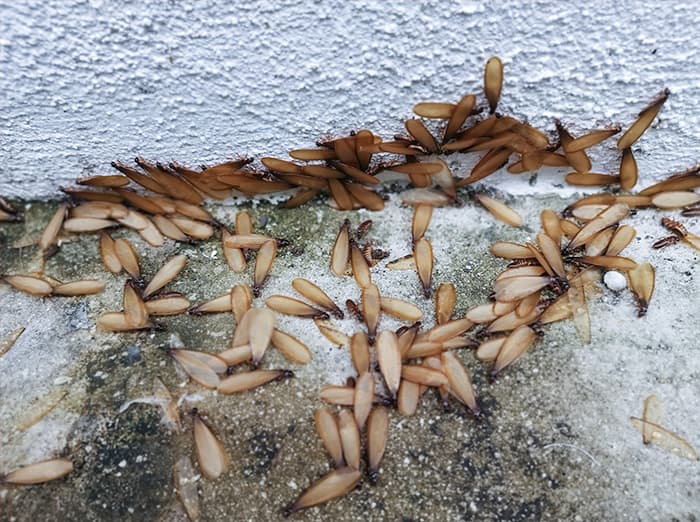swarming termites by omaha ne home