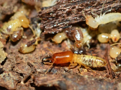 termites