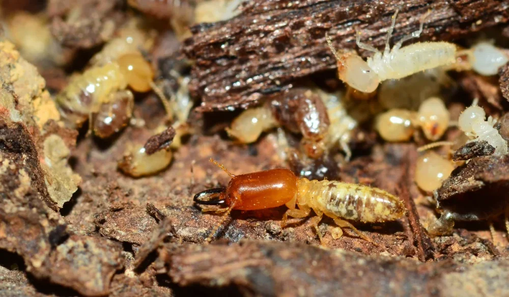 termite