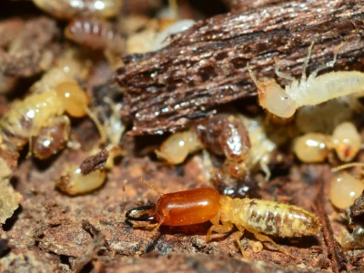 termites