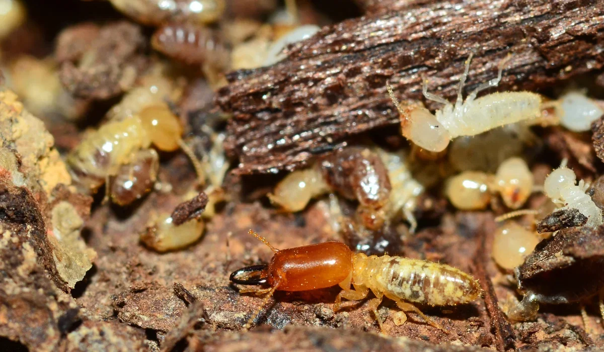 termites