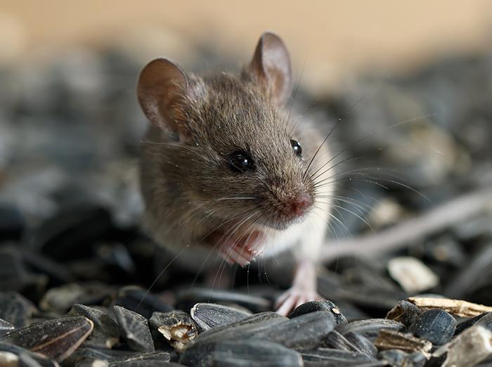 mouse outside of kansas city home