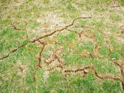 vole damage in a lawn in des moines iowa