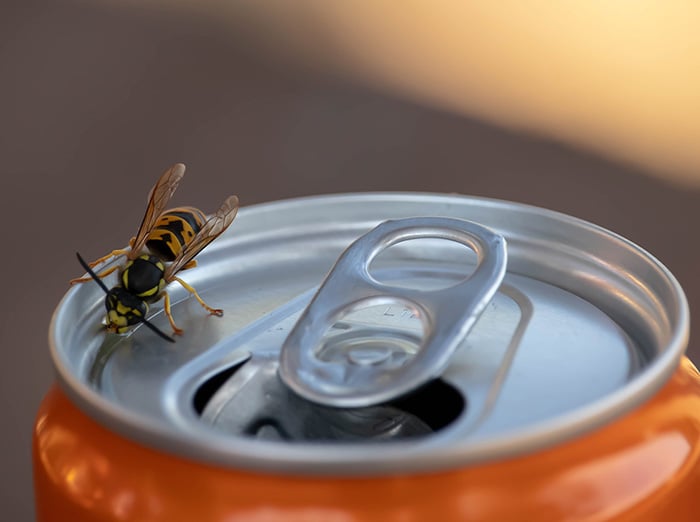 wasp on soda can at fall outdoor gathering