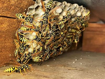 a wasp nest in the attic