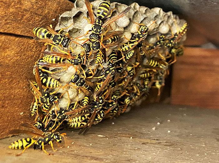 Yellow jacket nest creates buzz