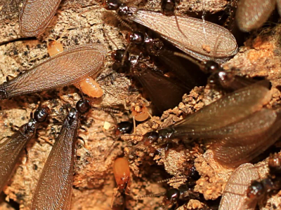 winged termites