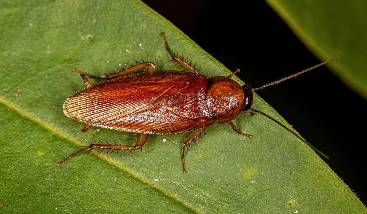wood roach