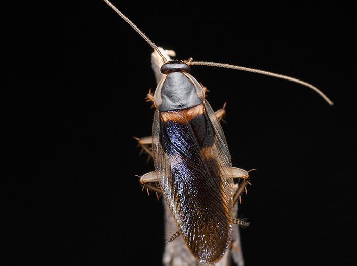 brown-banded cockroach