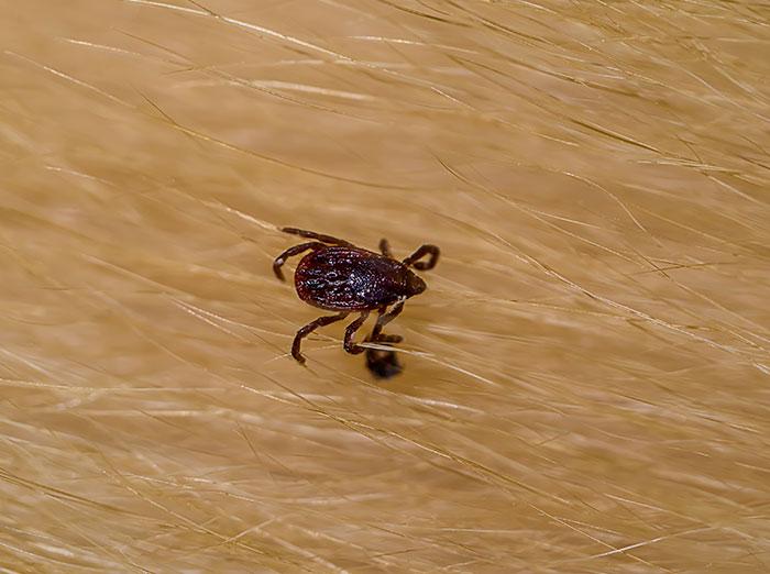 brown dog tick crawling on pet fur