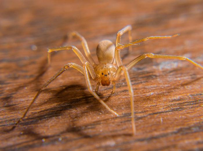 brown recluse spider