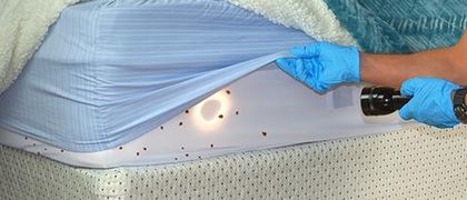 bed bug inspection