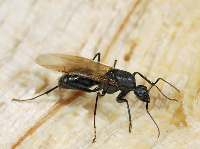 winged carpenter ant
