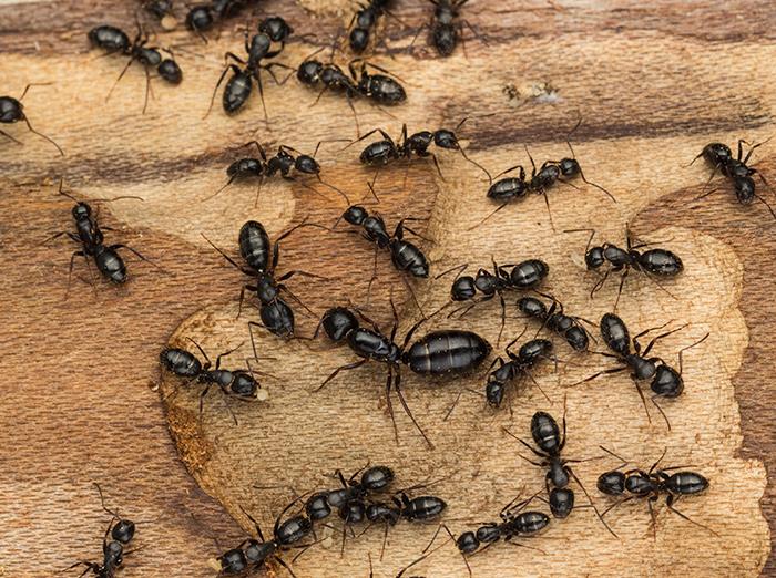carpenter ants infesting home