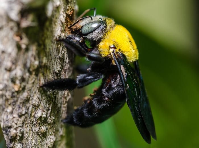 carpenter bee drilling a hole in wood