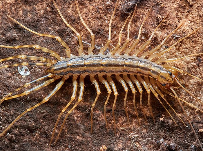 a centipede