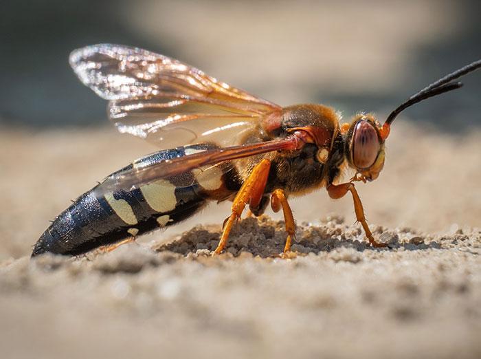 cicada killer wasp starting a dig a nest
