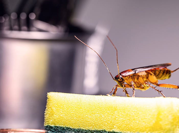 cockroach in kansas city kitchen