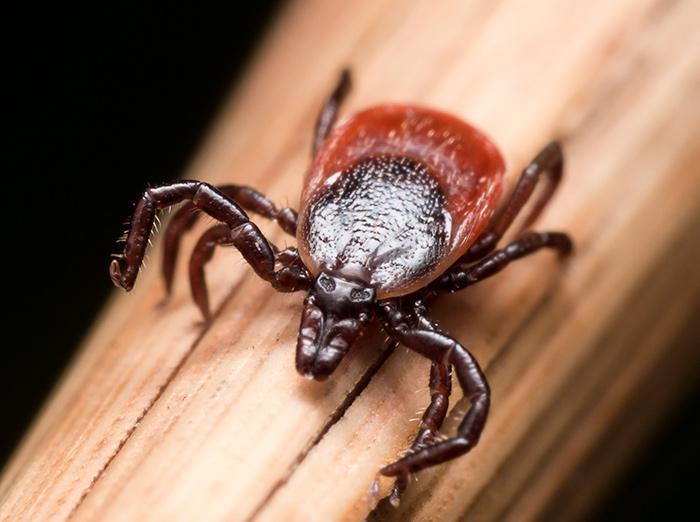 adult deer tick