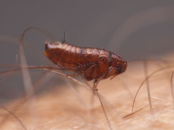 flea posed to bite
