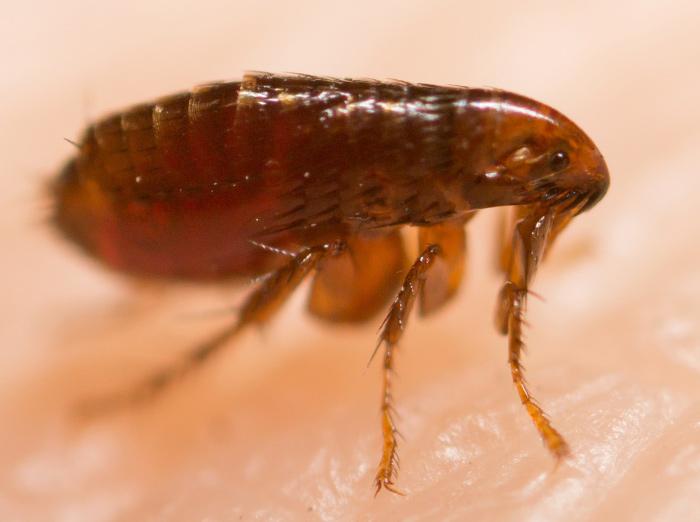 close up of a tiny cat flea
