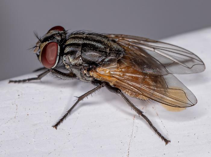 up close look at an adult fly