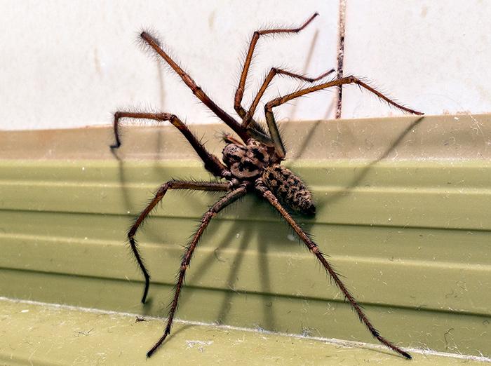 crawling house spider