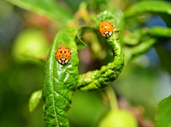 asian lady beetles crawling on garden plants