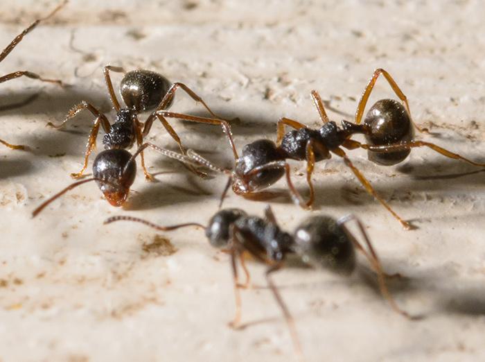 little black ants searching for food and shelter