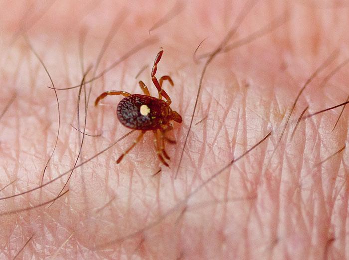 lone star tick crawling on person