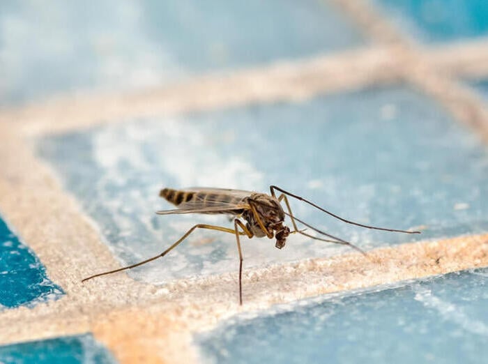 bed bug exterminator treating bed