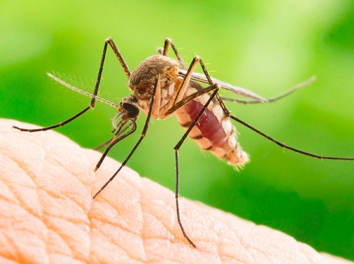 mosquito about to bite person