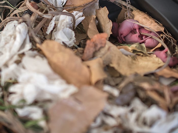 mouse nest made out of paper, twigs, leaves