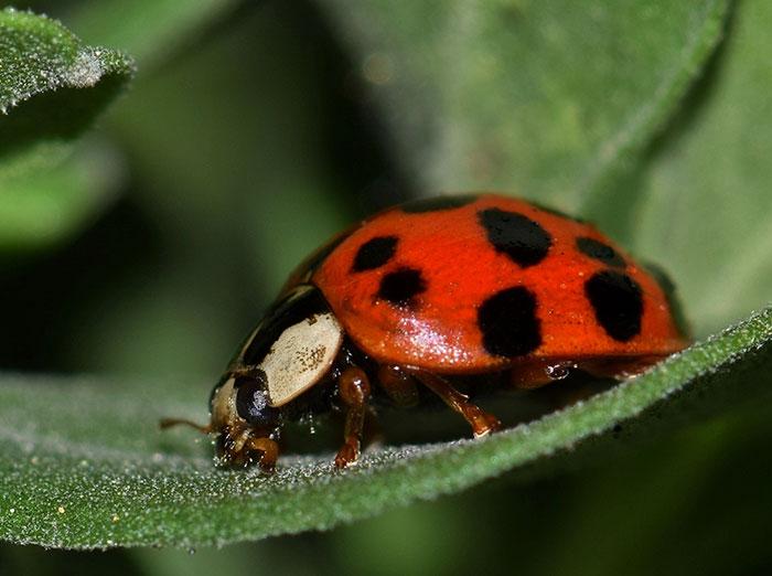 mutlicolored Asian lady beetle