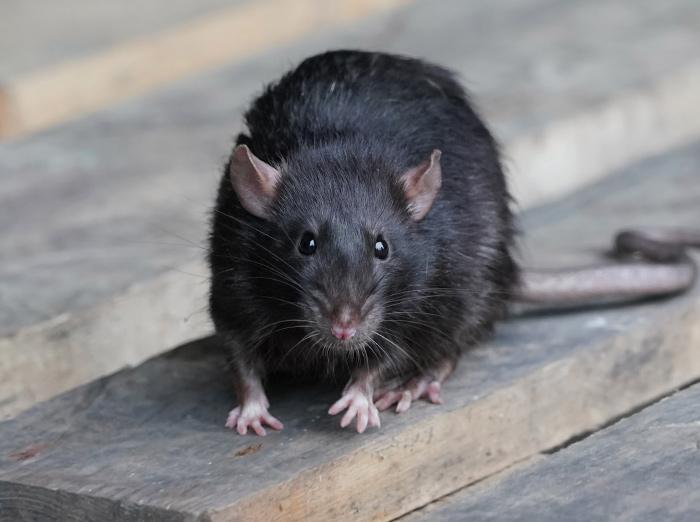 adult norway rat in missouri