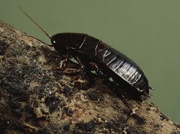 oriental cockroach crawling outside