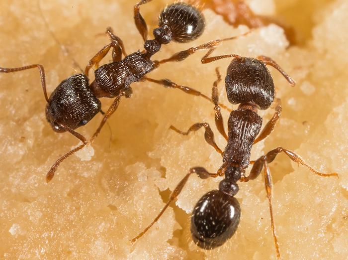 pavement ants eating crumbs from floor