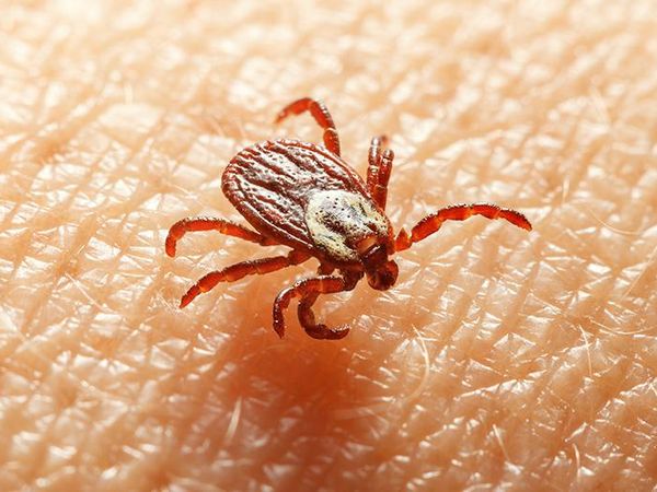american dog tick on person