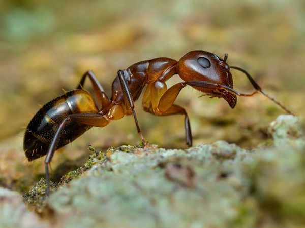 foraging Argentine ant outside of midwest home