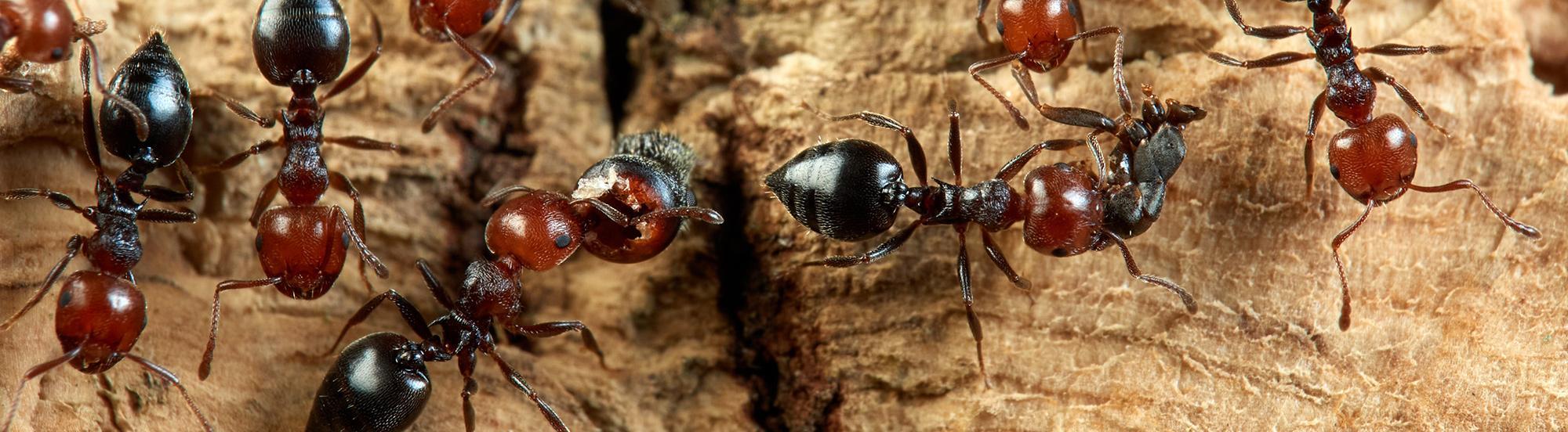 acrobat ants searching for food
